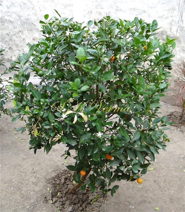  Plant